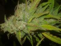 Bild von Chaoticgrafix (Medical Kush Automatic)