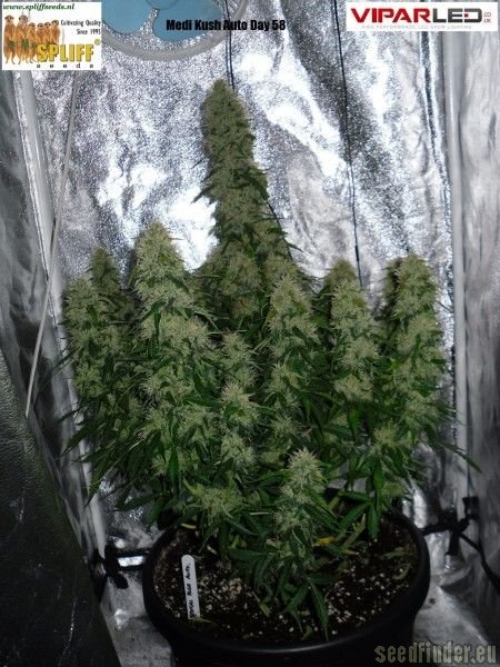 Spliff Seeds Medical Kush Automatic