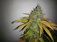 Bild von Shishkinn (Moon Walker Kush)