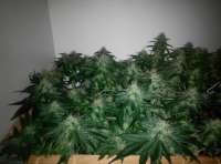 Bild von Shishkinn (Moon Walker Kush)