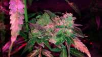 Bild von Jaybone (Moon Walker Kush)