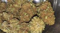 Spliff Seeds Power Plant - ein Foto von groflo