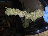 Spliff Seeds Purple Berry Kush - ein Foto von Chaoticgrafix