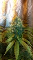 Spliff Seeds Purple Berry Kush - ein Foto von Joshwmcsc