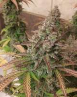 Spliff Seeds Spliff Cheese Automatic - ein Foto von Chaoticgrafix