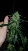 Spliff Seeds Sweet 'n Sour Indoor - ein Foto von ostadork