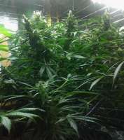 Bild von admin (White Widow Automatic)