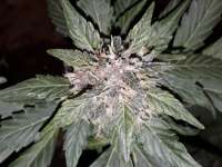 Sterquiliniis Seed Supply Audrey 2 - ein Foto von SterquiliniisSeeds