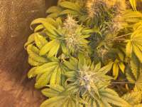 Strain Hunters Seed Bank Flowerbomb Kush - ein Foto von delahouse1