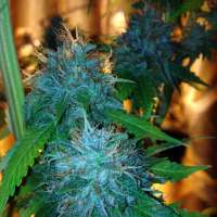 Strain Hunters Seed Bank Flowerbomb Kush - ein Foto von tyshoes