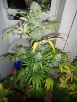 Strain Hunters Seed Bank Money Maker - ein Foto von LoneDeranger