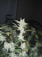 Bild von BuddyJunior420 (White Lemon)