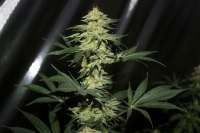 Stranger Seeds Stranger #OG - ein Foto von Polarstar