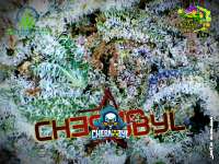 SubCool’s The Dank Chernobyl - ein Foto von Justin108