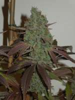 SubCool’s The Dank Sonic Screwdriver - ein Foto von Cultivator420