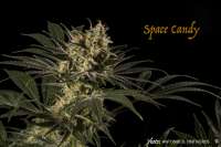 SubCool’s The Dank Space Candy - ein Foto von antoniphoto