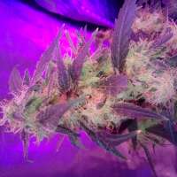 Bild von wiji30 (Sumos Big Bud)