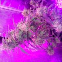 Bild von wiji30 (Sumos Big Bud)