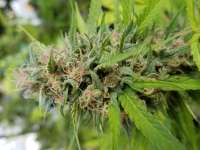 Bild von JointDoctor (Friesland Indica)