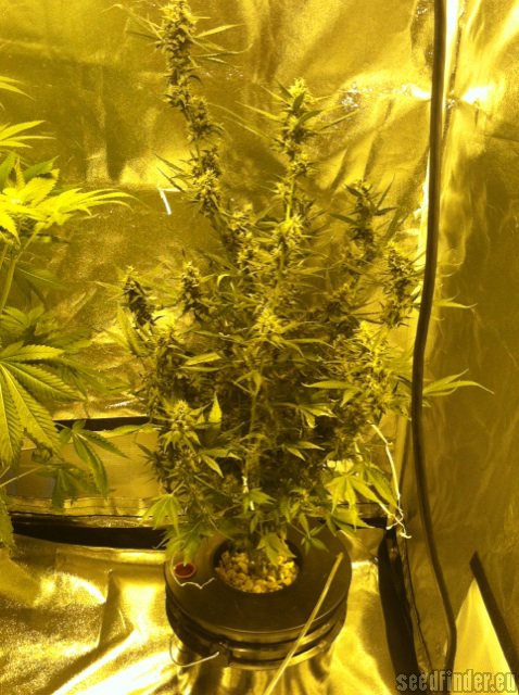 Sweet Seeds Black Cream Auto