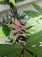 Sweet Seeds Black Cream Auto - ein Foto von sainor1