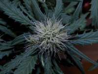 Sweet Seeds Black Jack Auto - ein Foto von Graumbr