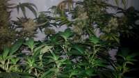 Sweet Seeds Black Jack Auto - ein Foto von luisdeobra