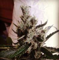 Sweet Seeds Black Jack F1 Fast Version - ein Foto von optimystisch