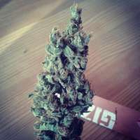 Sweet Seeds Black Jack F1 Fast Version - ein Foto von optimystisch