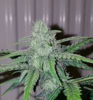 Sweet Seeds Blow Mind Auto - ein Foto von dieselryder82