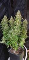 Sweet Seeds Cream Caramel F1 Fast Version - ein Foto von Snipp