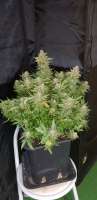 Sweet Seeds Cream Caramel F1 Fast Version - ein Foto von Snipp