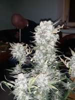 Sweet Seeds Cream Mandarine XL Auto - ein Foto von Indicaking