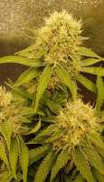 Sweet Seeds Crystal Candy - ein Foto von Snipp