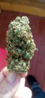 Sweet Seeds Crystal Candy - ein Foto von BasqueGrass1