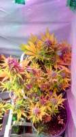 Sweet Seeds Crystal Candy Auto - ein Foto von Crimo