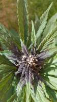 Sweet Seeds Dark Devil Auto - ein Foto von drogendealercom