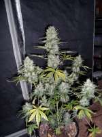 Sweet Seeds Fast Bud Auto - ein Foto von hank123