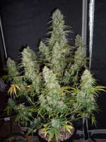 Bild von hank123 [Fast Bud Auto]