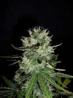 Sweet Seeds Fast Bud Auto - ein Foto von hank123