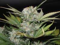 Sweet Seeds Fast Bud #2 Auto - ein Foto von IsoGrower