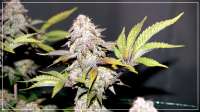 Sweet Seeds Green Poison - ein Foto von scrog