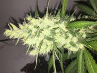 Bild von Freddinio (Green Poison Auto)