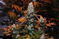 Sweet Seeds Ice Cool - ein Foto von Jubei