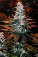 Sweet Seeds Ice Cool - ein Foto von Jubei