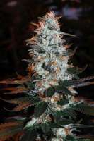 Sweet Seeds Ice Cool - ein Foto von Jubei