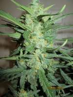 Sweet Seeds Ice Cool Auto - ein Foto von Tohtori