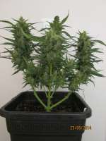 Sweet Seeds Ice Cool Auto - ein Foto von Tohtori