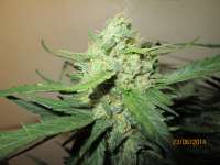 Sweet Seeds Ice Cool Auto - ein Foto von Tohtori