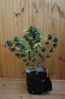 Sweet Seeds Jack 47 Auto - ein Foto von lemur108